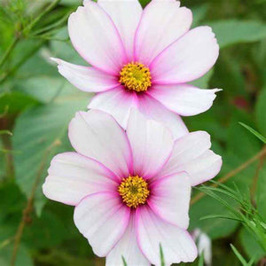 Cosmos 'Sensation Daydream' Seeds