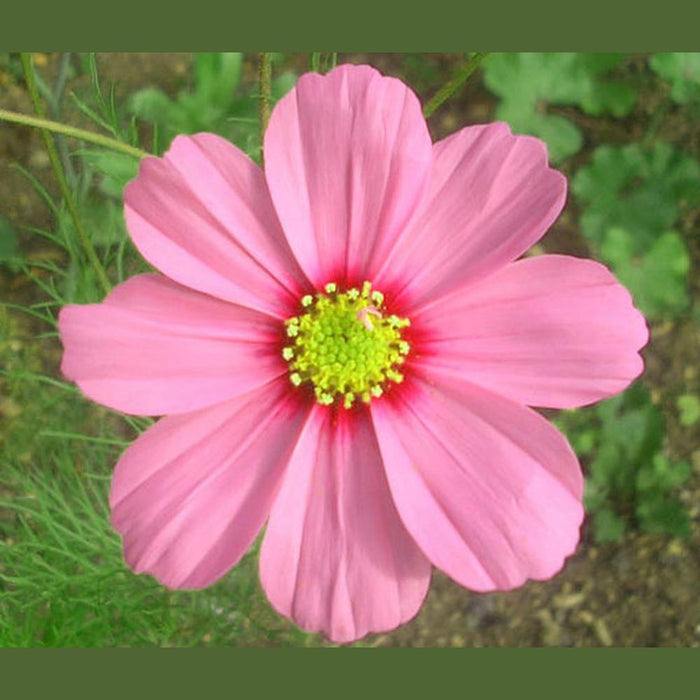 Cosmos 'Sensation Gloria Mix' Seeds