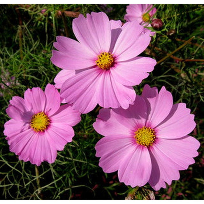 SAMPLE SIZE Cosmos 'Sensation Pinkie' Seeds