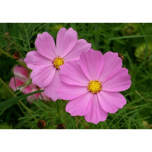 SAMPLE SIZE Cosmos 'Sensation Pinkie' Seeds