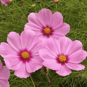 SAMPLE SIZE Cosmos 'Sensation Pinkie' Seeds