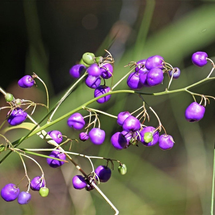 Dianella Longifolia 'Smooth Flax Lily' Seeds