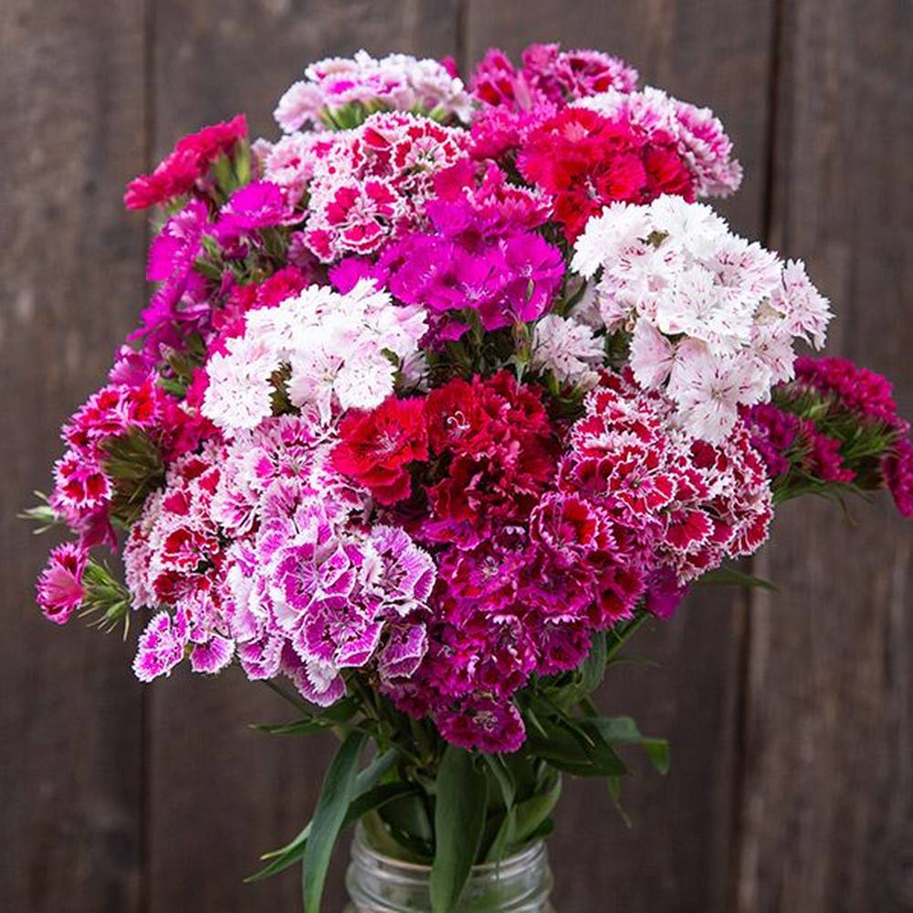 dianthus plant seeds Dianthus 'Double Flowered Mix' Seeds – D&H Seed Harvest Co