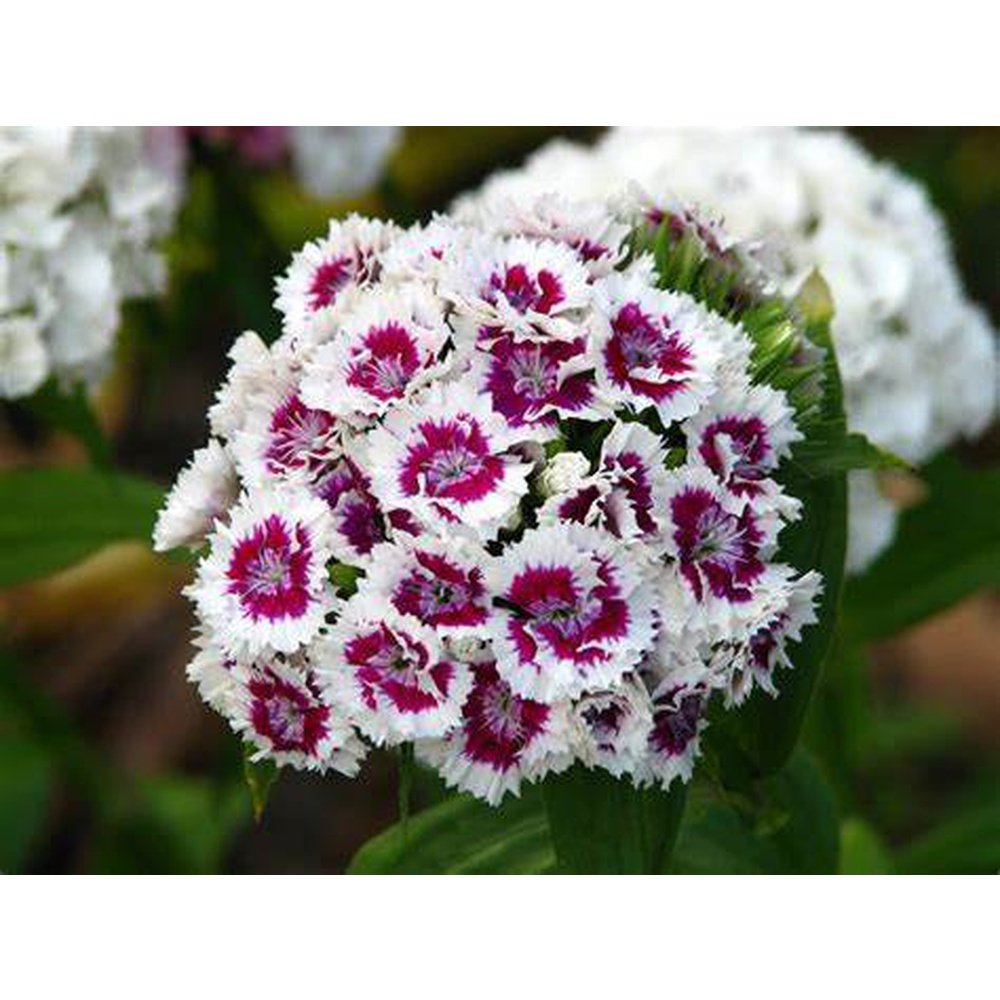 Pink Merry Go Round Dianthus 'Pink Merry Go Round' Scarlet – D&H Seed Harvest Co