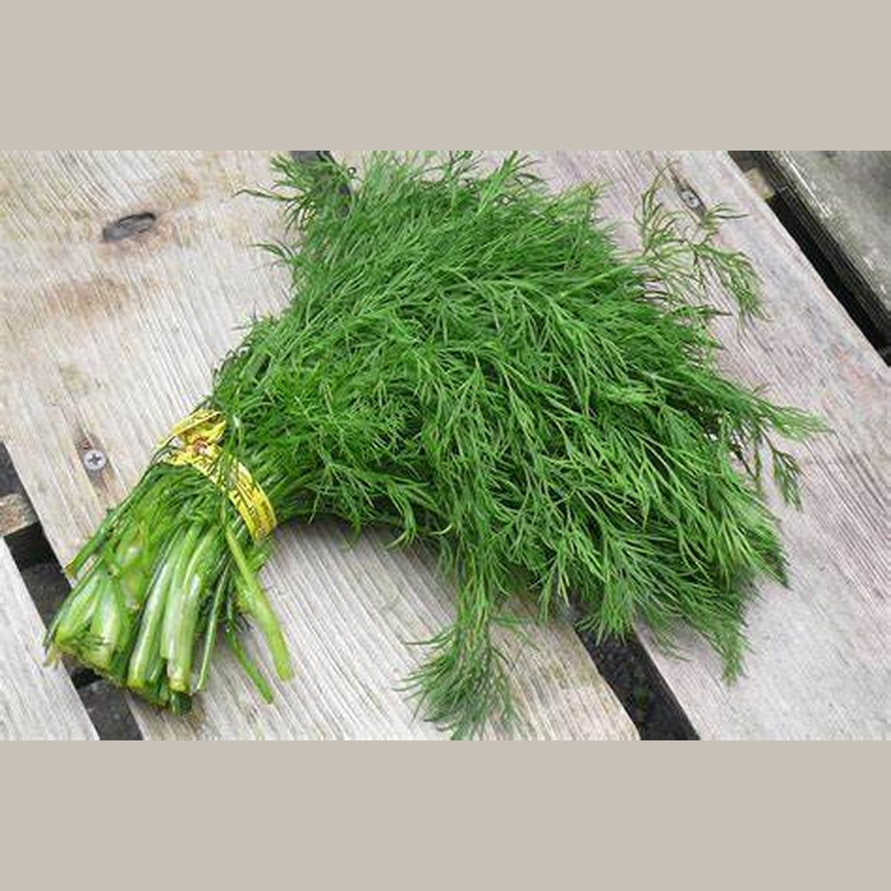 Dill ‘Miniature Compatto’ Seeds – D&H Seed Harvest Co