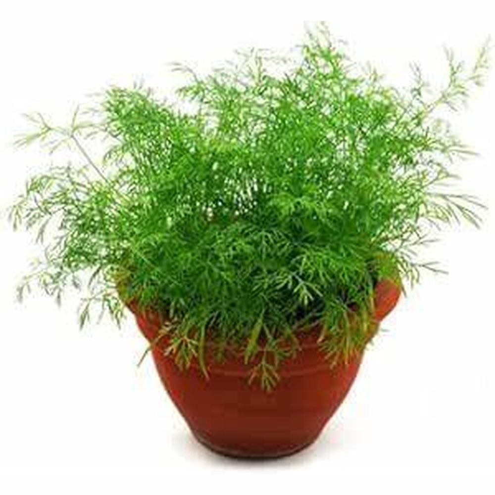 Dill ‘Miniature Compatto’ Seeds – D&H Seed Harvest Co