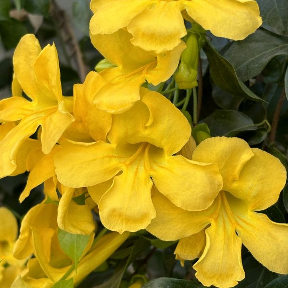 cat's claw plant seeds Doxantha Uniguis Cati 'Cat's Claw Creeper' Seeds – D&H Seed Harvest Co