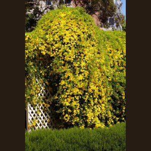 Doxantha Uniguis Cati 'Cat's Claw Creeper' Seeds