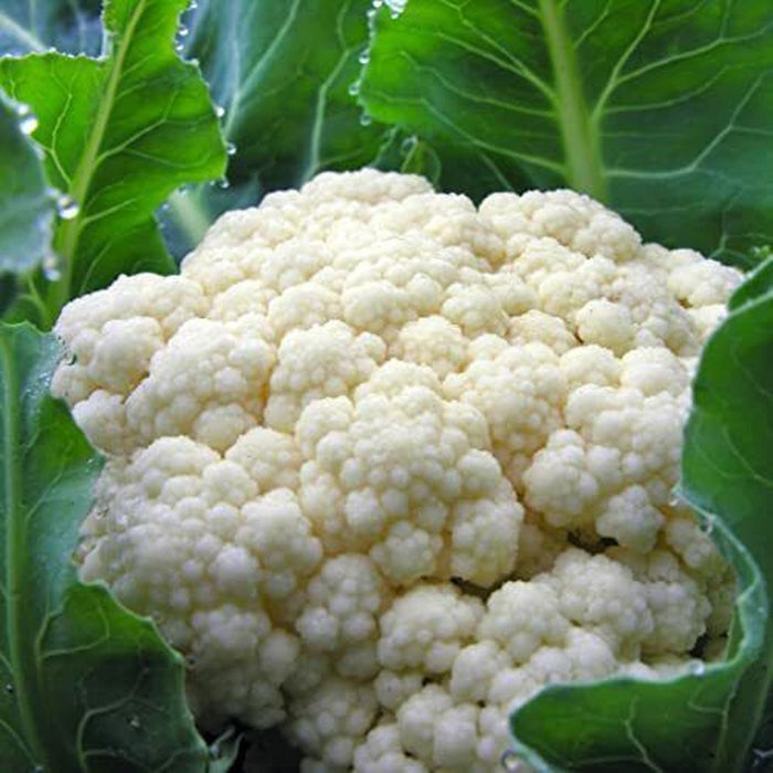 Cauliflower 'Early Jesi' Seeds
