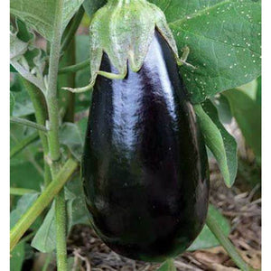 Eggplant 'Florida Market' Seeds
