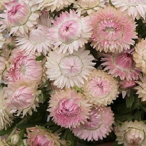 Everlasting Paper Daisy Strawflower 'Silvery Rose' Seeds