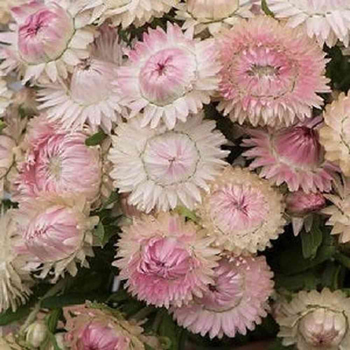 Everlasting Paper Daisy Strawflower 'Silvery Rose' Seeds