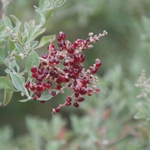 Rhagodia parabolica 'Fragrant Saltbush' Seeds