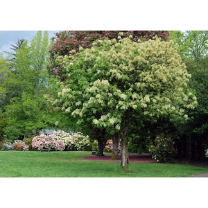 SAMPLE SIZE Fraxinus Ornus 'Flowering Ash Tree' Seeds