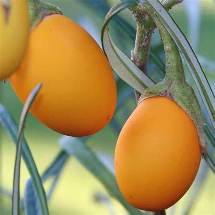 Eggplant 'Golden Eggs' Seeds