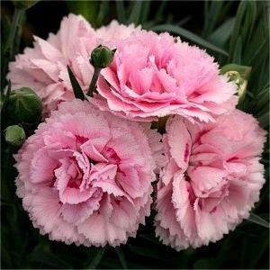 SAMPLE SIZE Carnation 'Grenadin Mix' Seeds