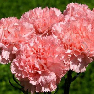 SAMPLE SIZE Carnation 'Grenadin Mix' Seeds