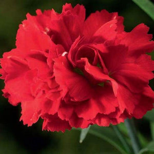 SAMPLE SIZE Carnation 'Grenadin Mix' Seeds