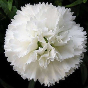 SAMPLE SIZE Carnation 'Grenadin Mix' Seeds