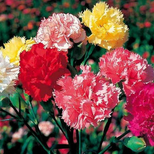 SAMPLE SIZE Carnation 'Grenadin Mix' Seeds