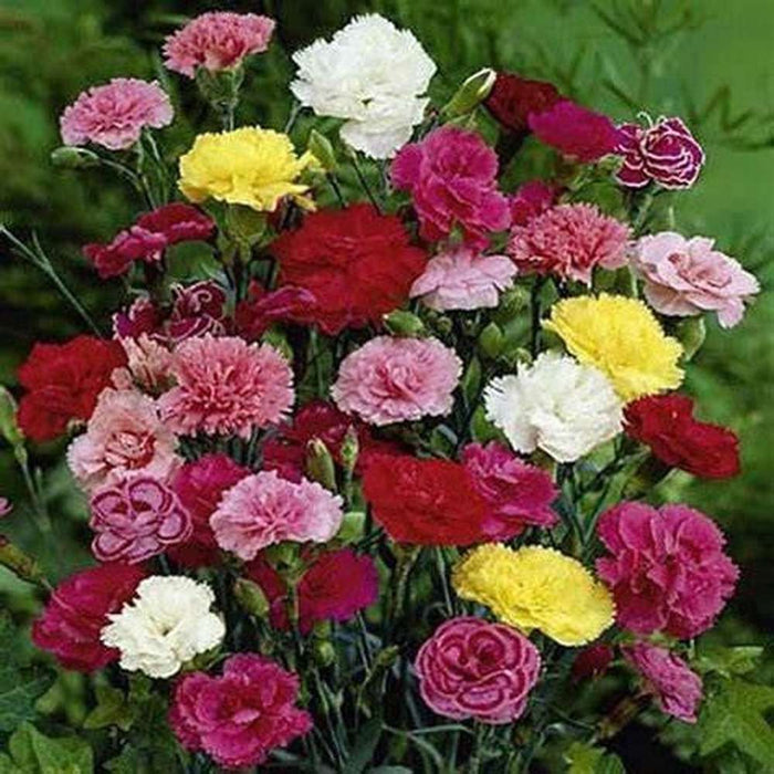 SAMPLE SIZE Carnation 'Grenadin Mix' Seeds