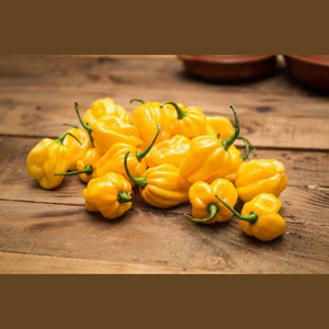 Chilli 'Habanero Yellow' Seeds