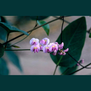 Hardenbergia comptoniana 'Native Wisteria / Coral Pea' Seeds