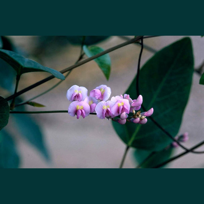 Hardenbergia comptoniana 'Native Wisteria / Coral Pea' Seeds
