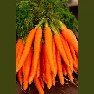 SAMPLE SIZE Carrot 'Hybrid Bluey' Seeds