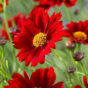 SAMPLE SIZE Coreopsis Dwarf Radiata Mix Seeds