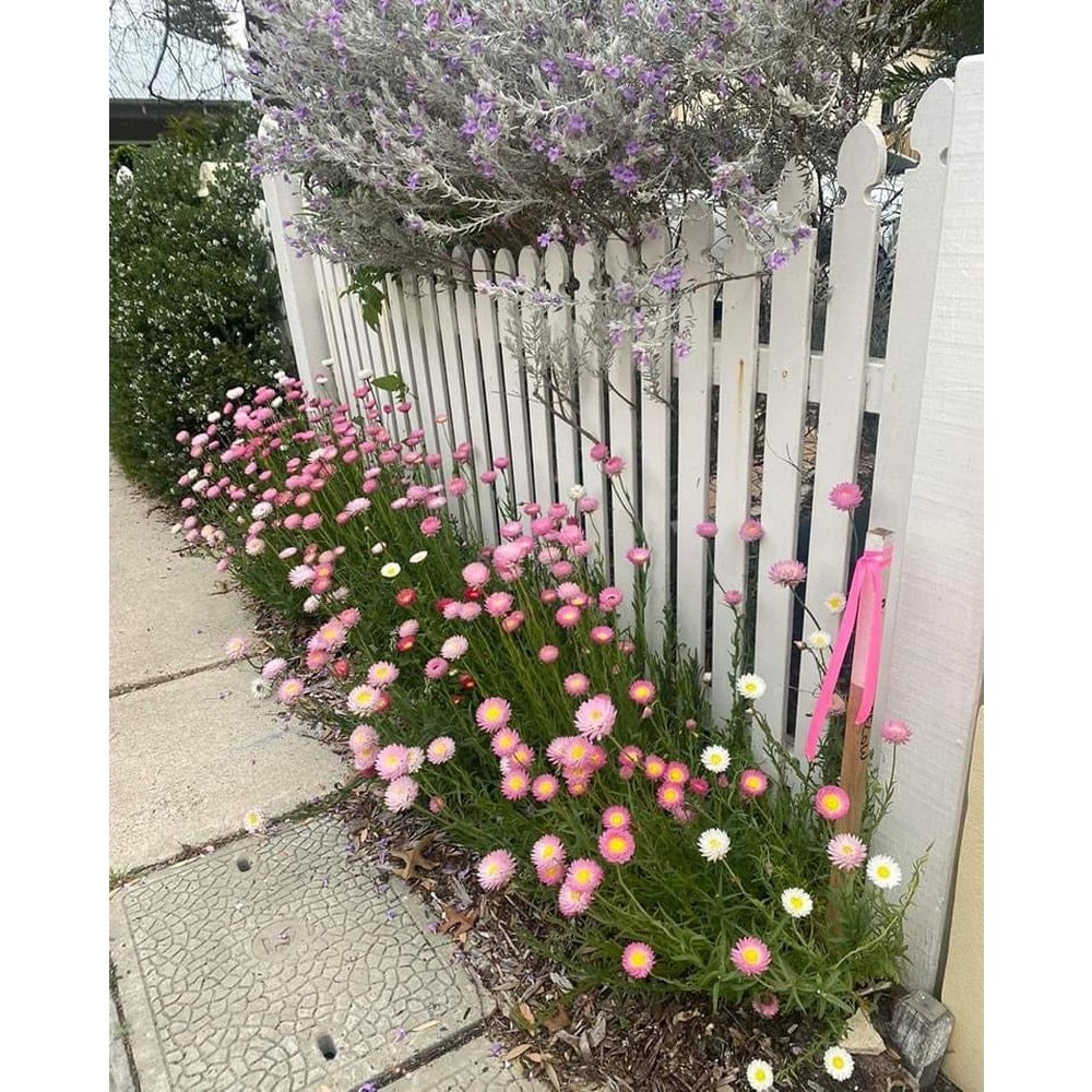 planting paper daisy seeds Rhodanthe Chlorocephala 'Pink & White Everlasting Paper Daisy' – D&H Seed Harvest Co