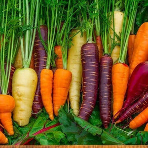 SAMPLE SIZE Carrot ‘Rainbow Mix' Seeds