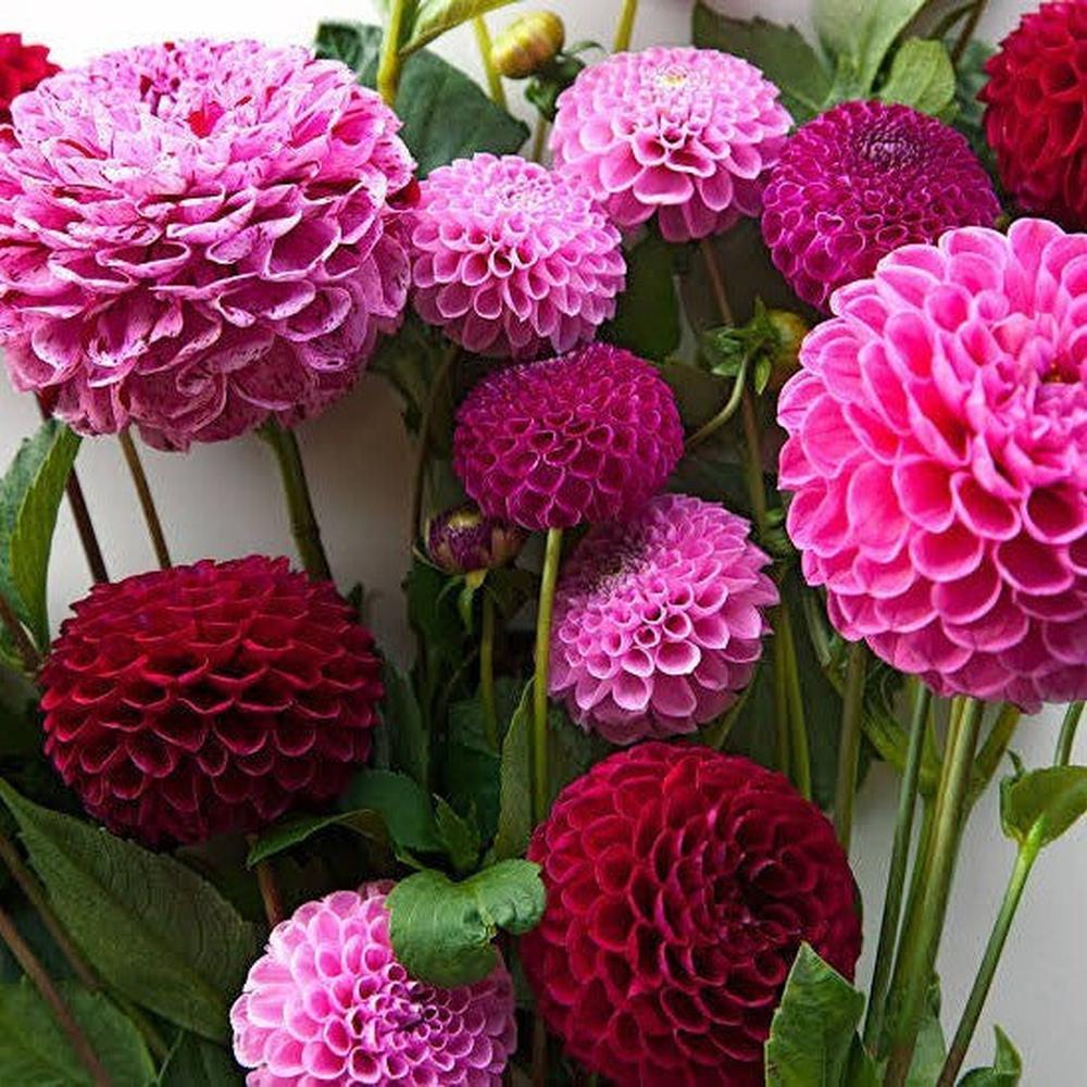 flower seed of the month club 12 months PREPAID ~ The Seed Club *Flower Garden* Monthly Seed Subscri – D&H Seed Harvest Co