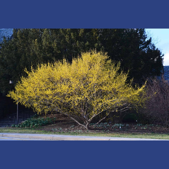 Cornus Officinalis 'Japanese Dogwood' Seeds