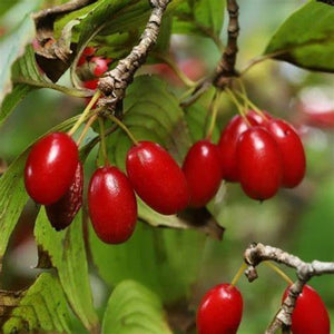 Cornus Officinalis 'Japanese Dogwood' Seeds