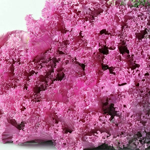 Kale 'Pink Sprouting' Seeds