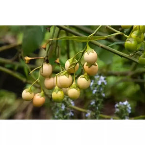 Solanum laciniatum 'Kangaroo Apple' Seeds