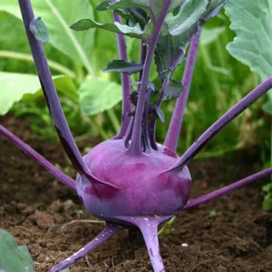 Kohl Rabi - Purple Vienna