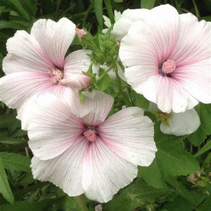 Lavatera 'Mont Blanc' Seeds