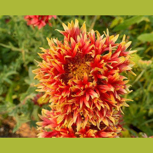 Gaillardia Lorenziana  'Blanket Flower' Seeds