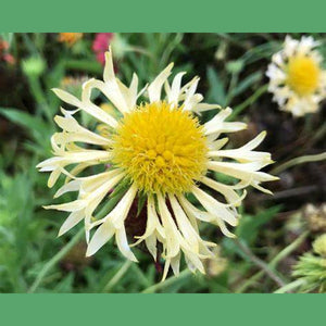 Gaillardia Lorenziana  'Blanket Flower' Seeds