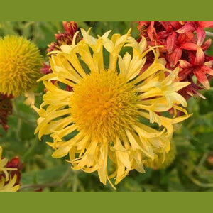 Gaillardia Lorenziana  'Blanket Flower' Seeds