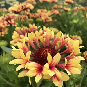 Gaillardia Lorenziana  'Blanket Flower' Seeds