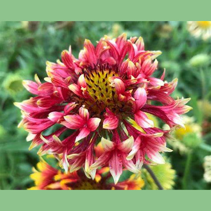 Gaillardia Lorenziana  'Blanket Flower' Seeds