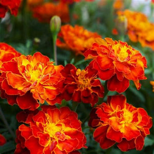 Marigold 'Double Cherry Red' Seeds