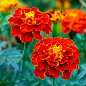 Marigold 'Double Cherry Red' Seeds