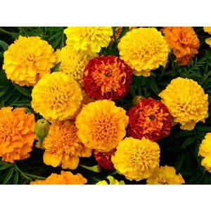 Marigold 'French Petite Series Mix' Seeds