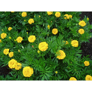 SAMPLE SIZE Marigold 'French Petite Series Yellow' Seeds