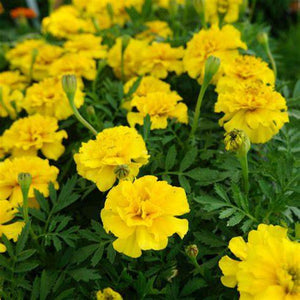 Marigold 'French Petite Series Yellow' Seeds