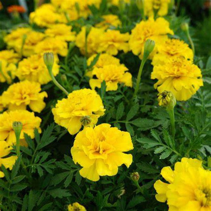 SAMPLE SIZE Marigold 'French Petite Series Yellow' Seeds